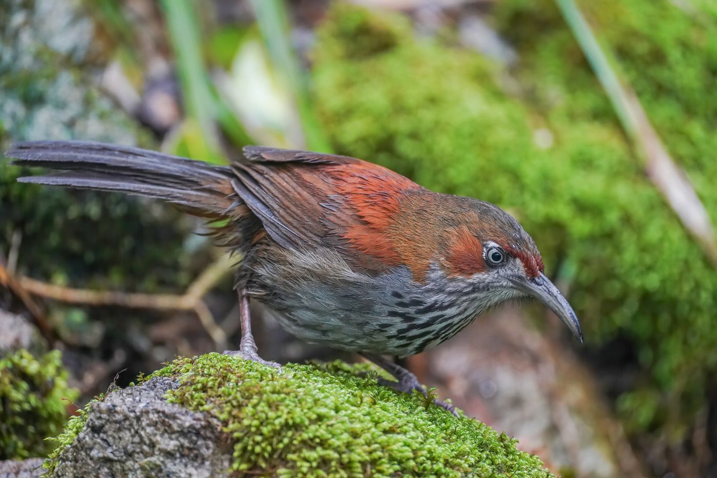 华南斑胸钩嘴鹛