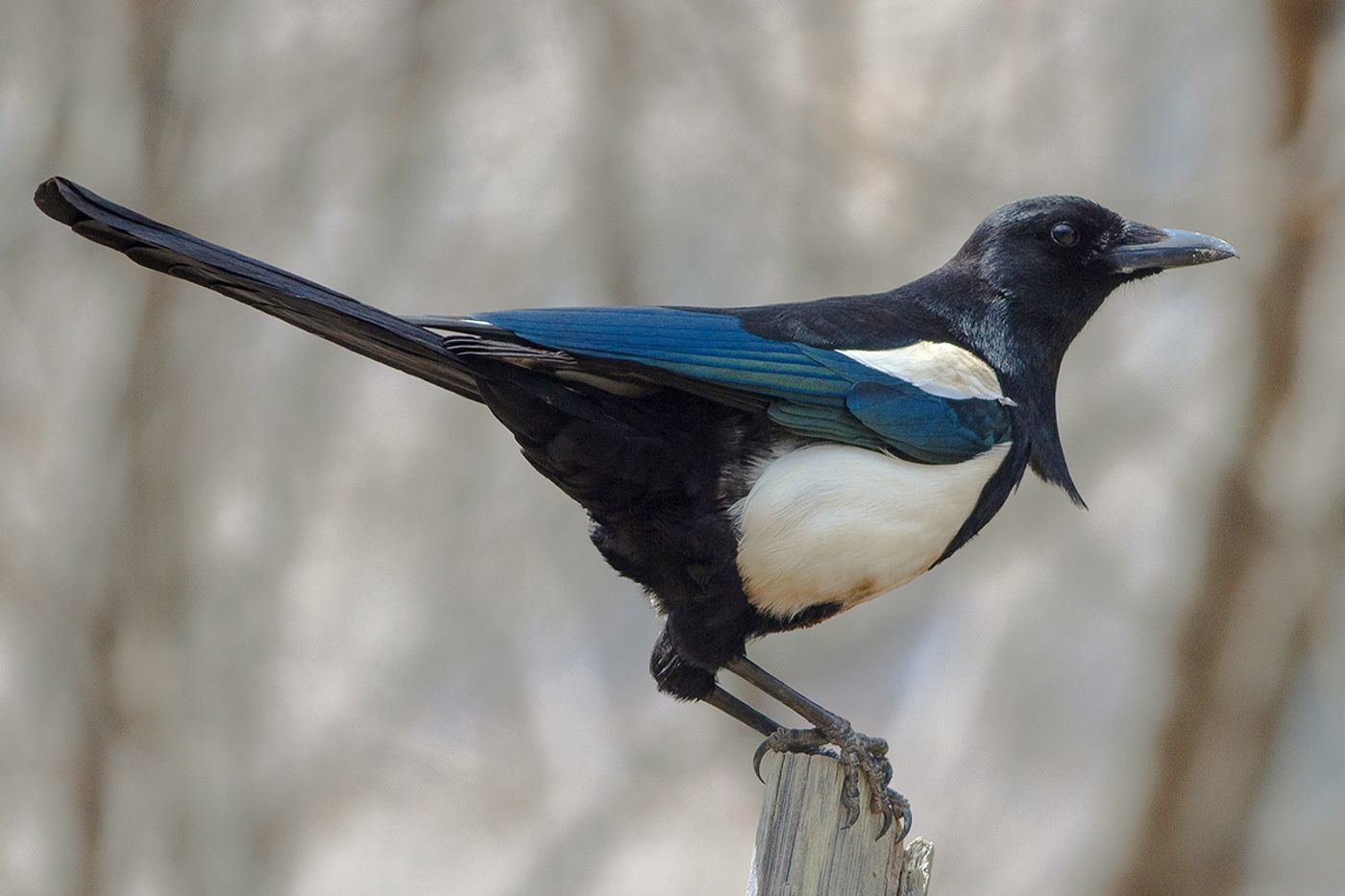 青藏喜鹊