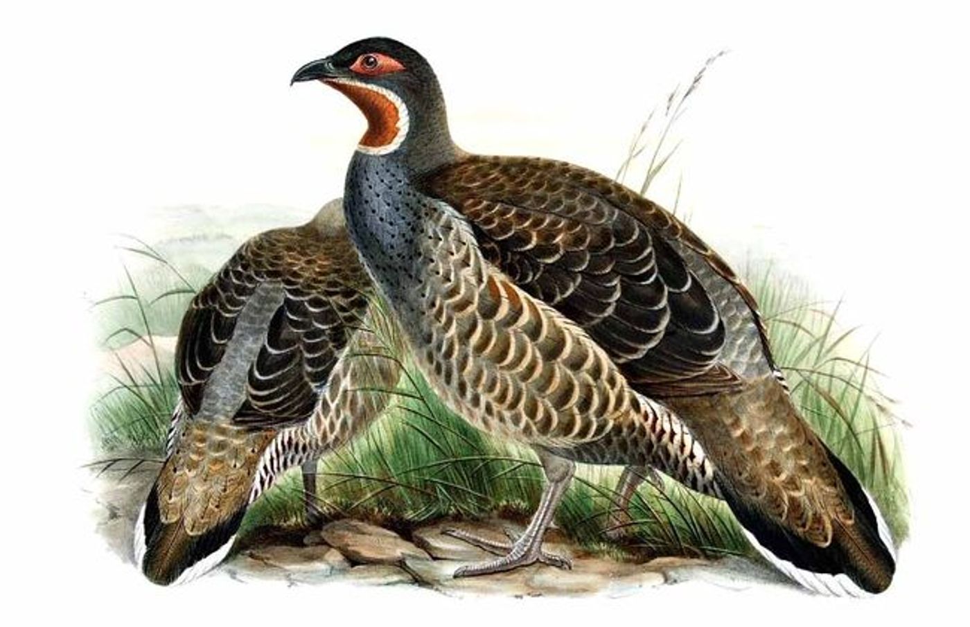 红喉雉鹑