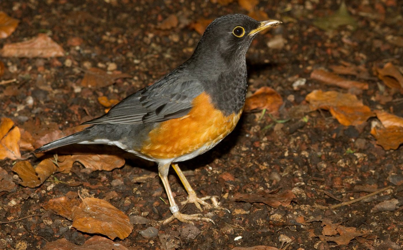 黑胸鸫